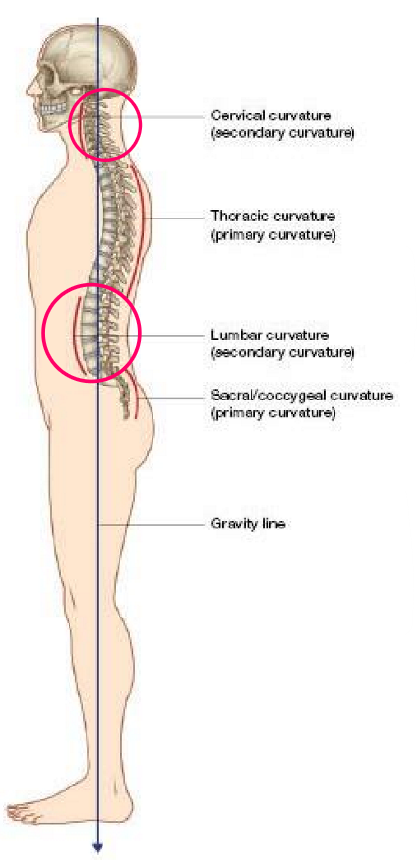 <p>Secondary curvatures of the vertebral column</p><ul><li><p>Found in the <em>cervical</em> & <em>lumbar </em>regions</p></li><li><p>Allow us to maintain our posture for a long period of time</p></li></ul><p></p>