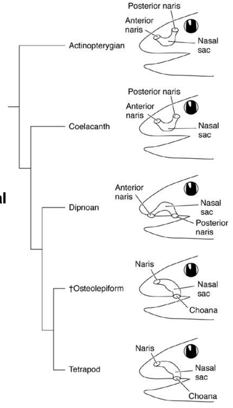 <p>the change from both openings external in ray-finned fishes, to one or more openings internal in sarcopterygian “fishes</p>