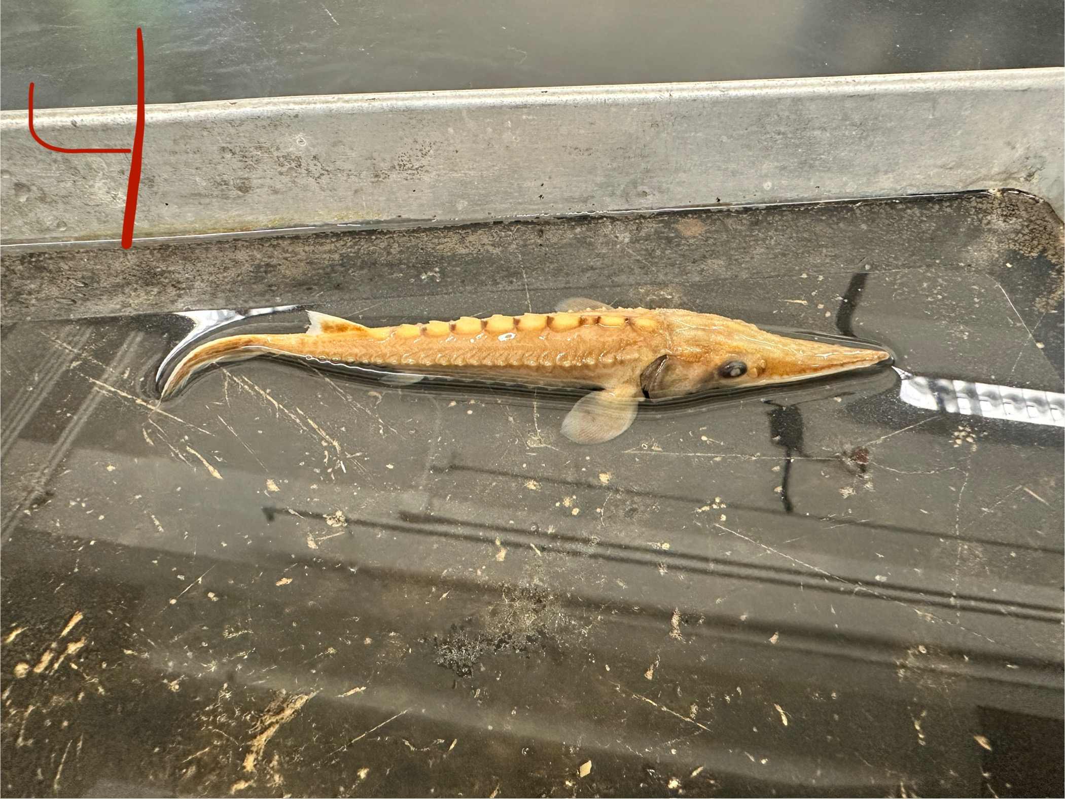 <p>Family: Acipenseridae</p><ul><li><p>Spiracle present</p></li></ul><p>● Thicker caudal peduncle than Scaphirhynchus sp.</p><p>● Confined to freshwaters of Mississippi River basin.</p><p>Nearly extirpated from TN.</p><p>● G3 Vulnerable (Natureserve), Endangered (IUCN),</p><p>Not listed (USFWS)</p>