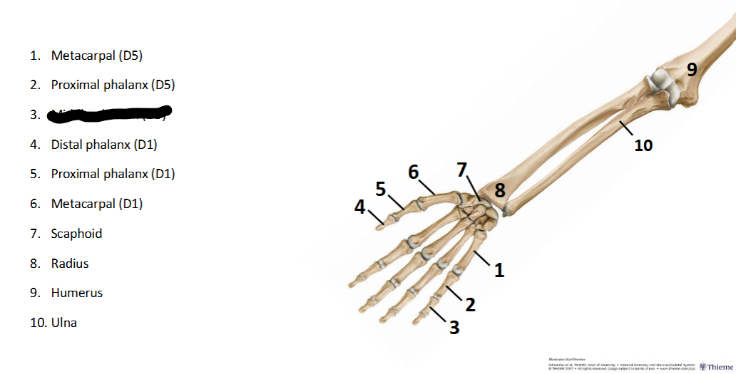 <p>What sturcture is this within the <strong>Upper-Appendicular?</strong></p>