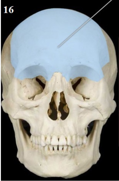 <p>Name This Bone</p>