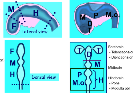 <p>The telencephalon and diencephalon.</p><p>Midbrain structures.</p><p>The pons and medulla oblongata.</p>