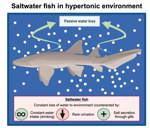<ul><li><p><strong>Hypotonic </strong>to their environment</p><ul><li><p>Environment has higher solute concentration</p></li></ul></li></ul><ul><li><p>Passive water loss to environment</p></li></ul><p></p><p>Maintenance adaptations:</p><p>1. <strong>Constant drinking</strong></p><p>2. <strong>Rare urination</strong></p><p>3. <strong>Secretion </strong>of <strong>salt </strong>through the <strong>gills</strong></p>