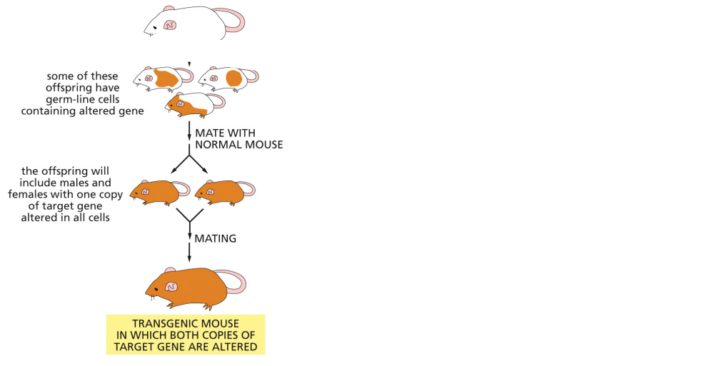 <p>homologous recombination using ES cells</p><ul><li><p>results</p></li></ul><p></p>