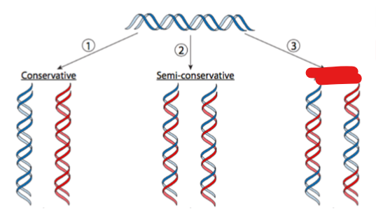 <p>what replication yields 2 dna molecules that are <strong>hybrids </strong>( or mixtures) of parental and newly syntehsIzed DNA</p>