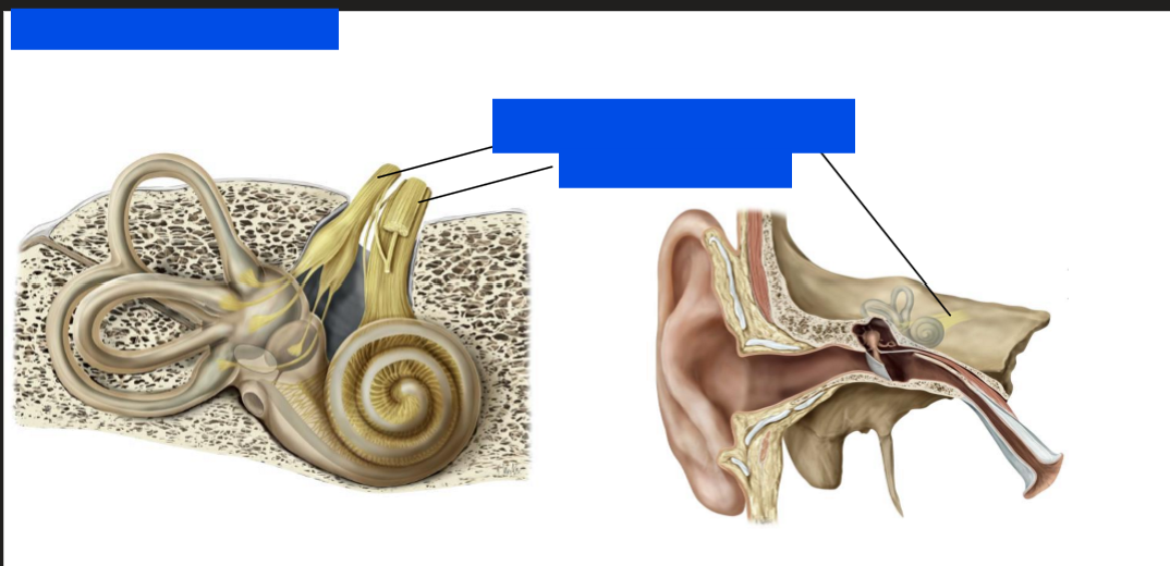 <p>Label this nerve</p>