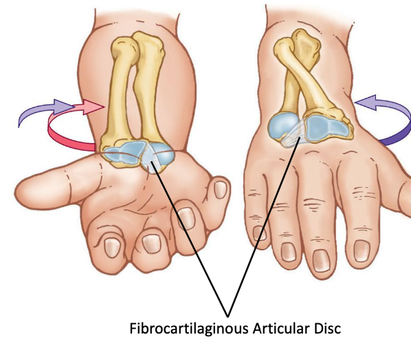 <p>Main connecting structure of the distal radioulnar joint<br>Attaches from the medial edge of the ulnar notch of the radius to the base of the head and the styloid process of the ulna<br>The articular disc separates the joint cavity of the distal radioulnar joint from the joint cavity of the radiocarpal joint below</p>