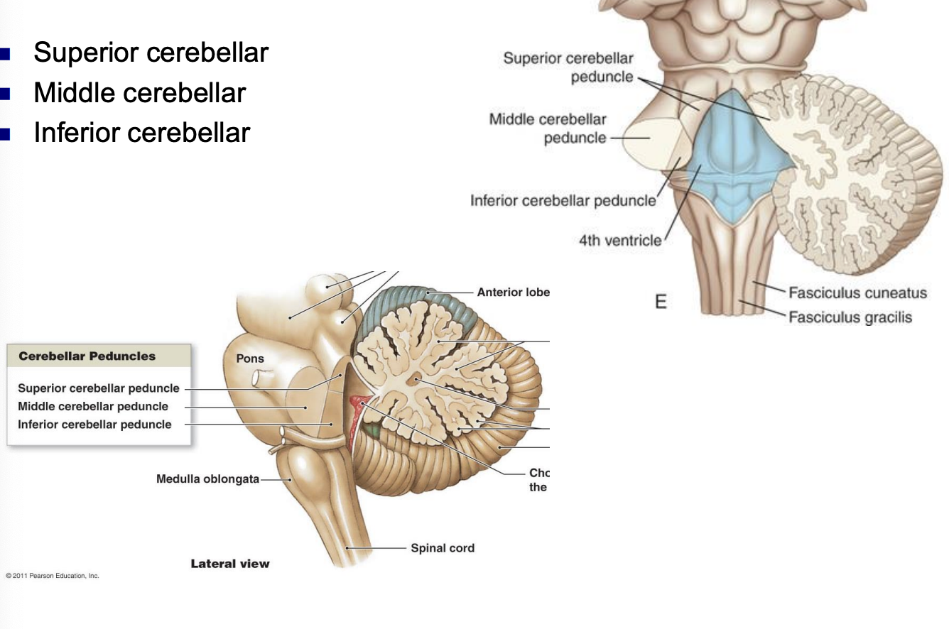 <ul><li><p>superior, middle, and inferior </p></li><li><p>cerebellar peduncles convey input to cerebellum and/or output from cerebellum </p></li></ul><p></p>