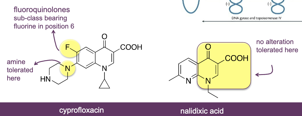 <ul><li><p>Very wide class of synthetic antibacterial agents</p></li><li><p>MOA: bind to topoisomerase IV and gyrase, preventing supercoiling of bacterial DNA</p></li><li><p>Active agains<mark data-color="yellow" style="background-color: yellow; color: inherit;">t G+ and G-</mark></p></li><li><p>Used in <mark data-color="yellow" style="background-color: yellow; color: inherit;">urinary tract infections</mark></p></li><li><p><mark data-color="yellow" style="background-color: yellow; color: inherit;">two fused ring, C=O group, COOH group, double bond in ring, N atom</mark></p></li><li><p>examples: ciprofloxacin and nalidixic acid</p></li></ul><p></p>