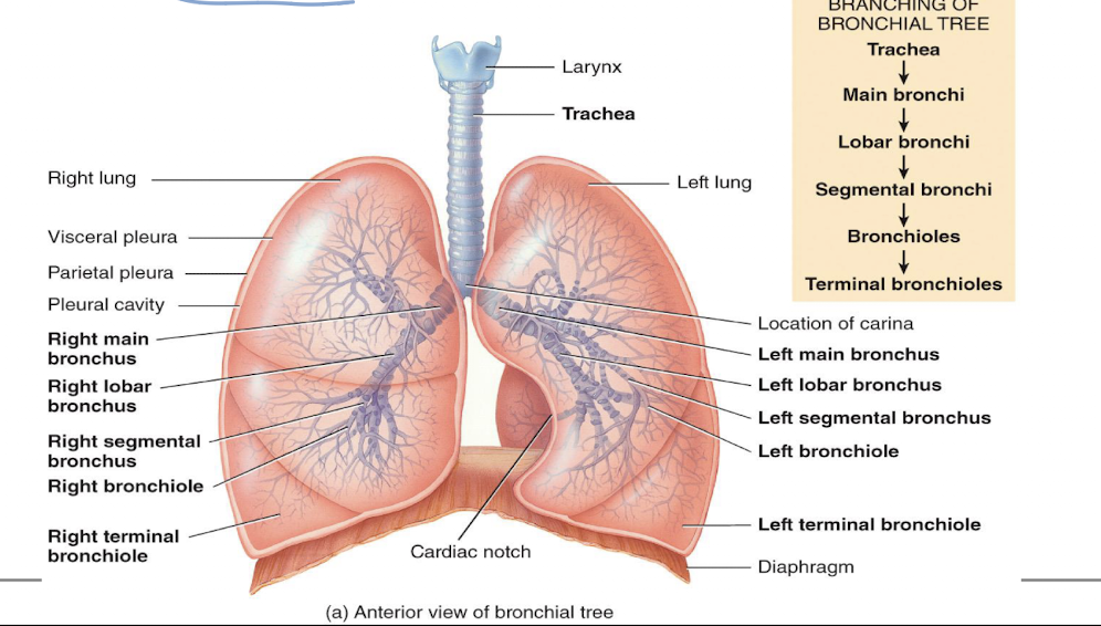 <p>trachea branches into right primary bronchus that enters right lung, and left primary bronchus that enters left lung; upon entering the lungs, primary bronchi further divide to form smalelr diameter branches</p>