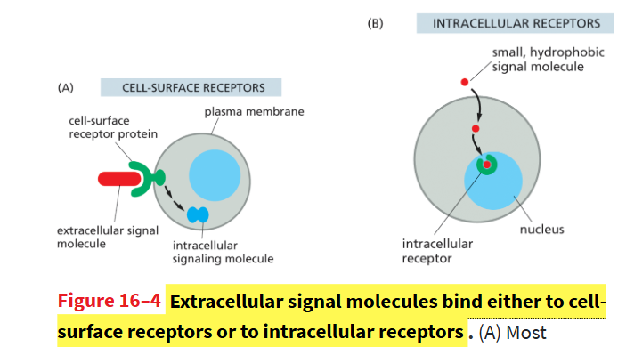 <p>cytoplasmic or nuclear receptors that r often transcription factors</p><ul><li><p>bind signals that r small/hydrophobic enough to cross cell membrane and bind to these receptors in cytoplasm or nucleus. <strong>they regulate gene transcription!</strong></p></li></ul><p></p>