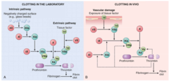 <p>-TF activates VII</p><p>-VIIa activates IX</p><p>-IXa activates X</p><p>-Xa activates prothrombin into thrombin</p><p>-thrombin activates fibrinogen to form a clot</p>