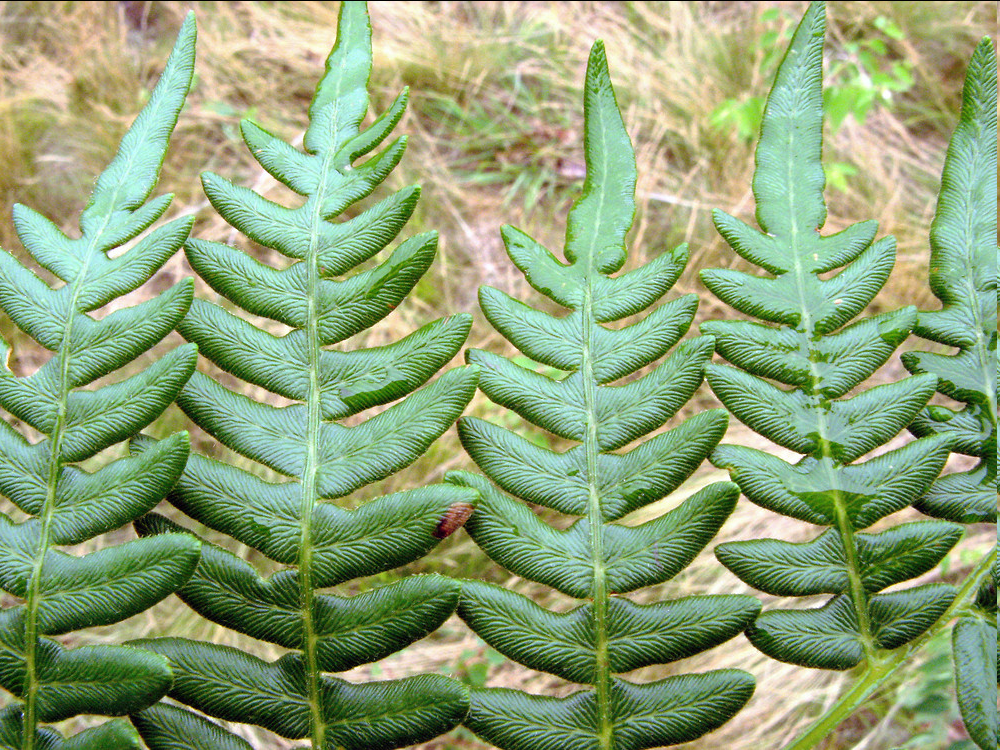 <p>A widespread perennial fern found in a variety of habitats, particularly in temperate and subtropical regions. This species is notable for its large, triangular fronds that can reach up to 2 meters in height and have a distinctive, feathery texture. The leaves are composed of numerous smaller leaflets arranged in a pattern that resembles a hand. </p>