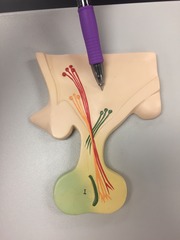 <p>Identify this gland.</p>