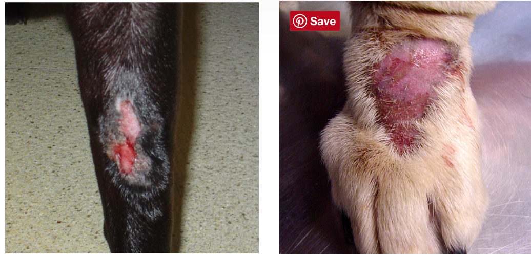 <p>Canine: Acral Lick Granuloma TX</p>