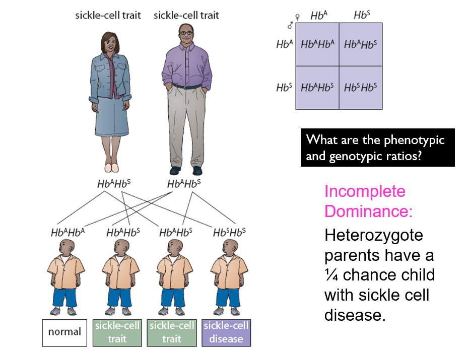 <p>incomplete dominance</p><p><strong>normal </strong>haemoglobin allele = Hb<sup>A</sup> </p><p><strong>sickle-cell </strong>haemoglobin allele = Hb<sup>S</sup> </p><p>Hb<sup>A</sup>Hb<sup>A</sup>: normal </p><p>Hb<sup>A</sup>Hb<sup>S</sup>: sickle-cell trail (carrier)</p><p>Hb<sup>S</sup>Hb<sup>S</sup>: sickle-cell disease</p><p>heterozygous → malaria resistance = advantageous </p>