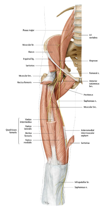 <ul><li><p>The femoral nerve supplies the <strong>anterior thigh</strong></p></li><li><p>Injury causes <strong>loss of quadriceps function/knee extension</strong> plus sensory loss to the <strong>medial lower leg</strong>.</p></li></ul><p></p>