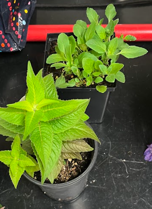 <ul><li><p>distinct leaves</p></li></ul><p></p>