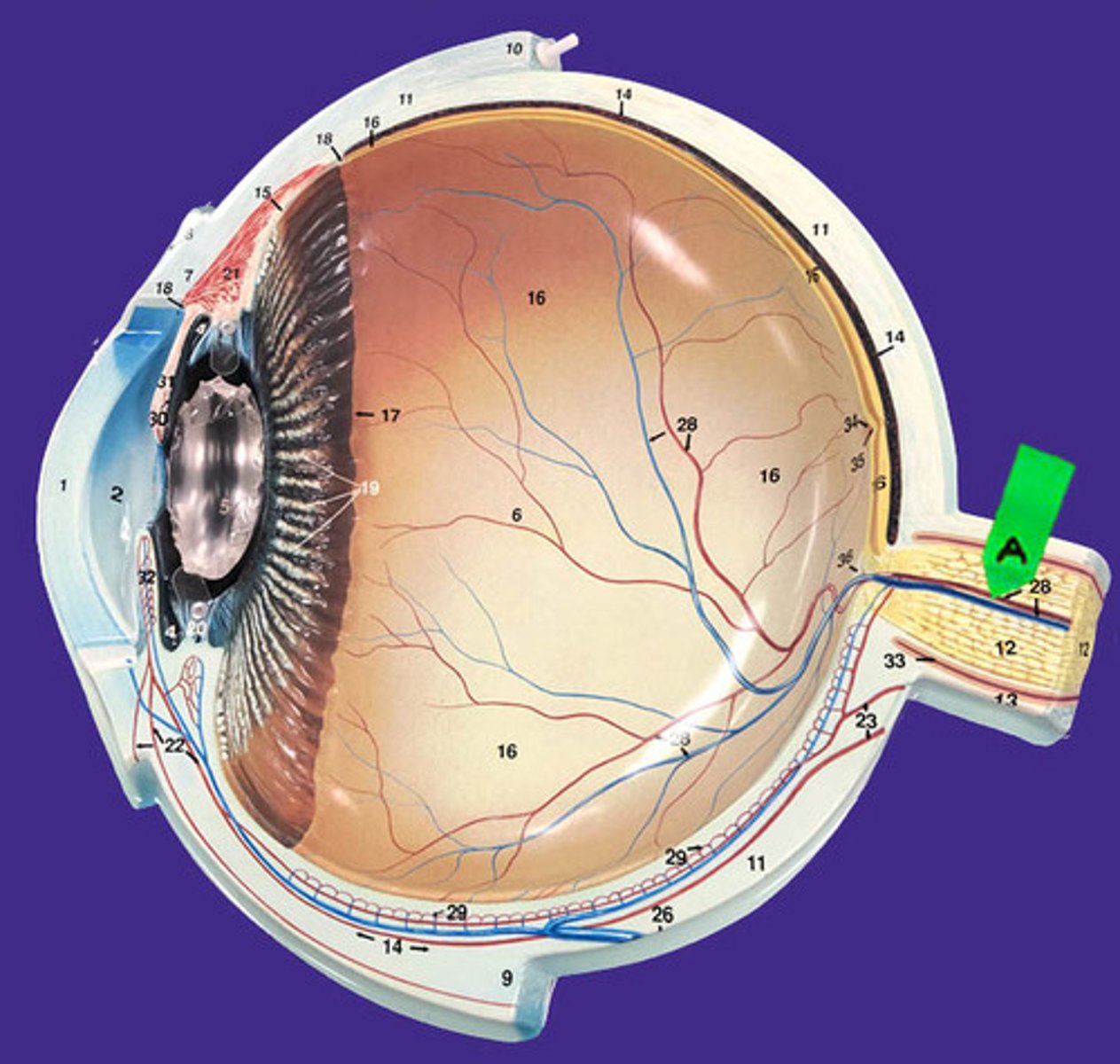 <p>Identify the name and number of this cranial nerve.</p>