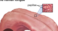 <p>Small projection of tissue — often nipple like</p>