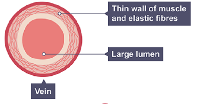 <ul><li><p>thin wall</p></li><li><p>thin layer of muscle and elastic fibres</p></li><li><p>large lumen</p></li><li><p>have valves</p></li></ul><p></p>