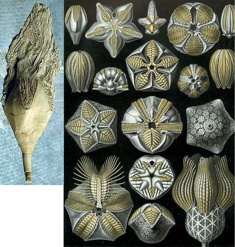 <p>Ordovician - Permian (485-252 Ma)</p><p>Stalked, sessile</p><p>Theca of sutured plates</p><p>Ambulacra on theca = Brachioles attached in life</p><p>Lacked arms</p><p>Spiracles = Ring of holes around mouth, entrances to 5 respiratory organs, Largest spiracle housed anal opening</p>