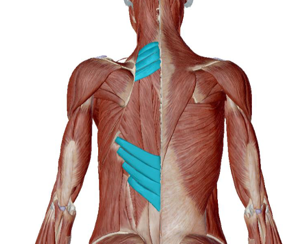<p>what muscle is this </p>