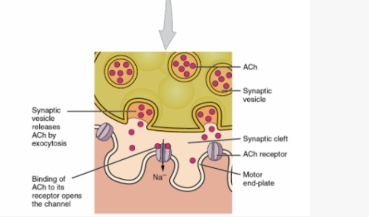 <p>It diffuses across the synaptic cleft and binds to receptors on the motor end plate of the muscle fibre. The binding opens ion channels which lets sodium ions enter the muscle cell, which generates action potential along the sarcolemma.</p>