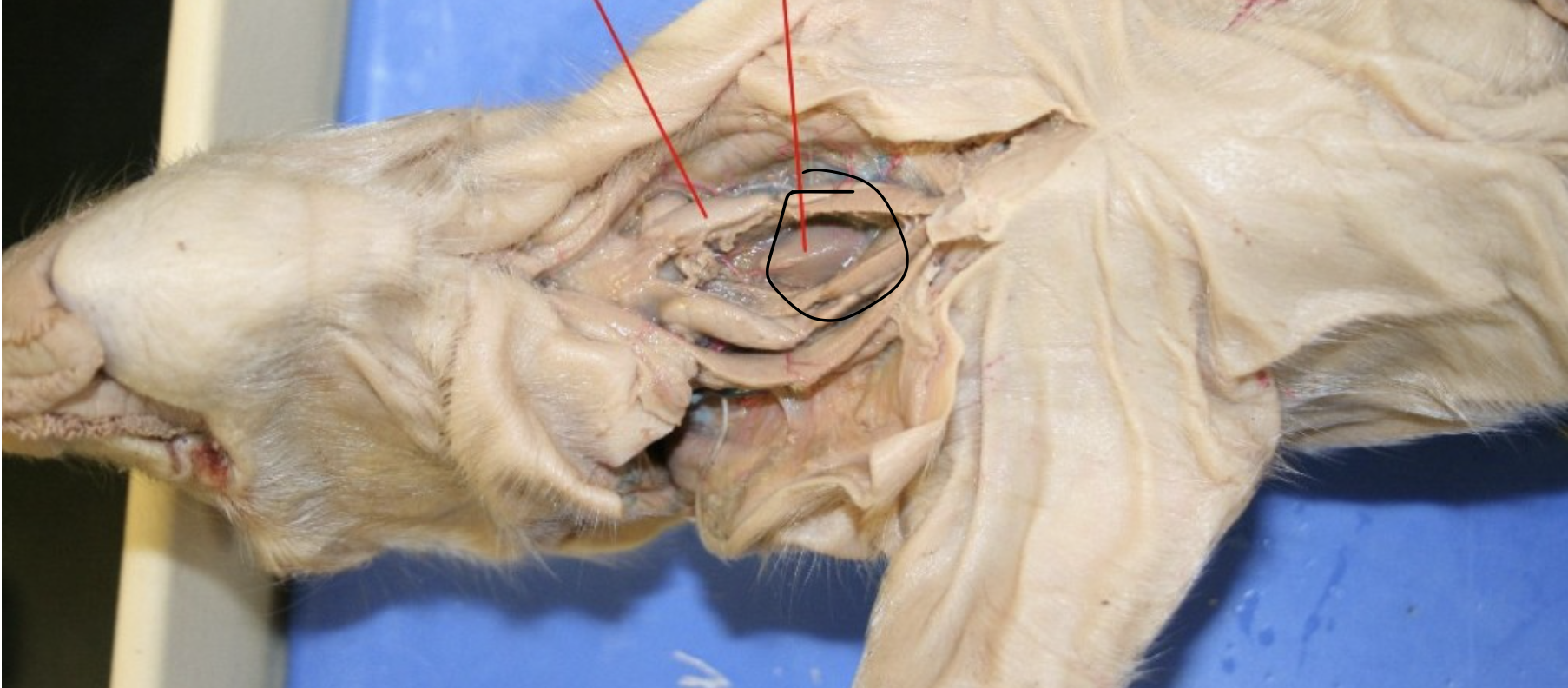 <p>Identify this Organ</p>