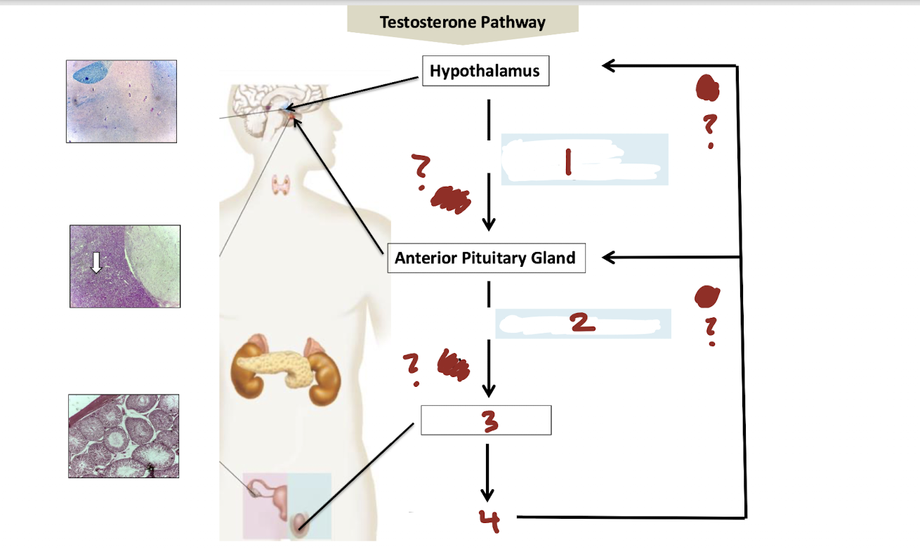 <p><strong>How does testosterone participate in negative feedback?</strong></p>