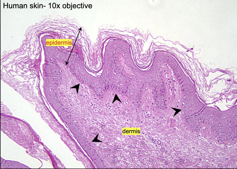 <p>what tough structural protein is found in the cells of stratified squamous ?</p>
