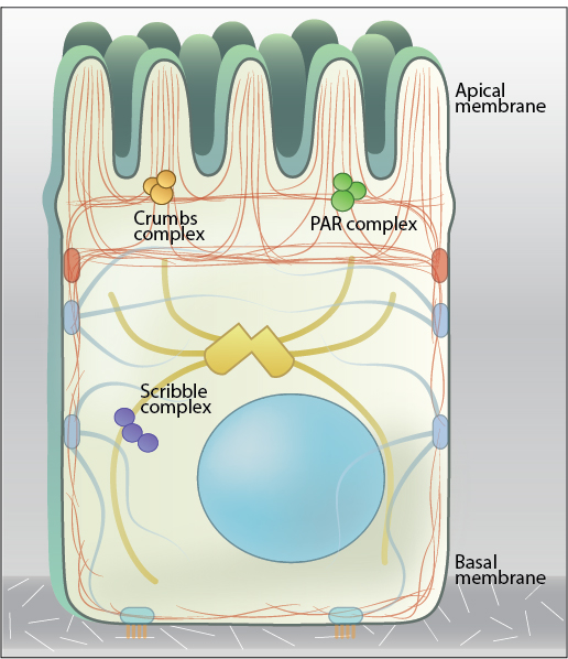 <p>The exposed/outside-facing side.</p>