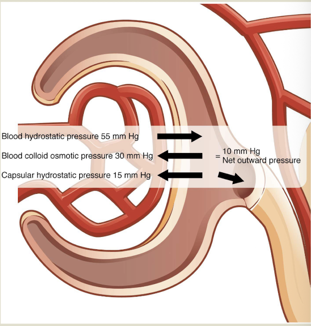 <p>Pressure in the renal corpuscle</p>