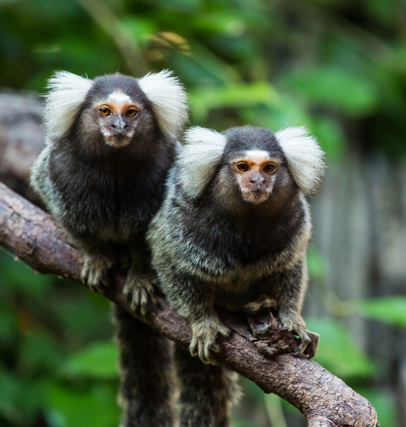 <p>Family: marmosets and tamarins</p>