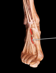 <p>Runs on the dorsal aspect of the foot to supply muscles and nerves of this region.</p>