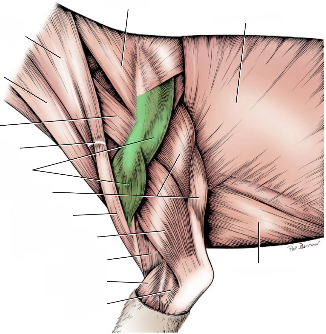 <p>action- flex shoulder</p><p>origin- scapular spine &amp; acromion process</p><p>insertion- deltoid tuberosity of humerus</p><p>innervation- axillary n.</p>