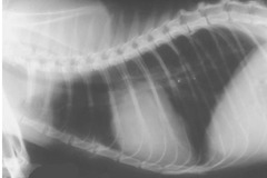 <p>Normal or abnormal?</p>