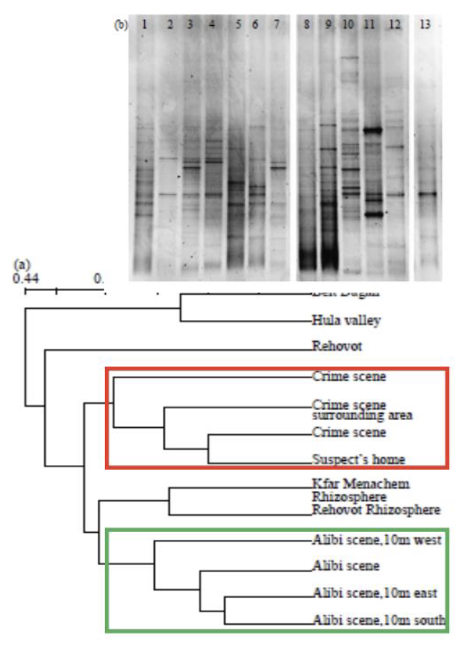 <ul><li><p><strong>Case study: </strong>A soil microbial community DNA profile was obtained from the small sample of soil recovered from the sole of a shoe</p></li><li><p>Determine the composition of the bacterial communities in both evidence and other places of interest (crime scene shoe print, alibi location, suspect house, etc)</p></li><li><p>The tread soil community had a high similarity to the footprint soil community (>0.9) and the soil samples from the suspects home also clustered more closely to the crime scene soil than the alibi soil</p></li></ul><p></p>