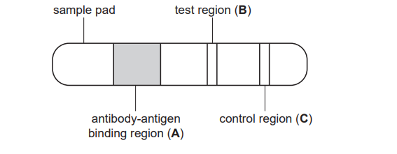 <p>outline the role of the antibodies in each region of the test strip</p>