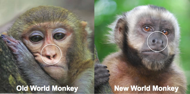 <p>Family: old world monkeys and baboons</p>