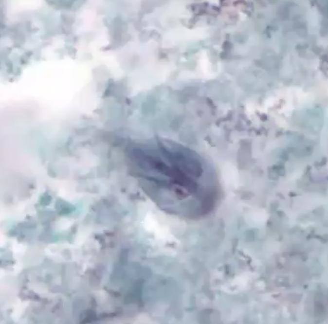 <p>Which Flagellate is this?</p>
