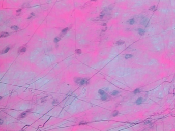 <p>Name that tissue </p>