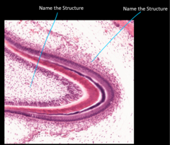 <p>Name the structure (left line)</p>