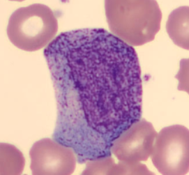 <p>Identify this cell </p>