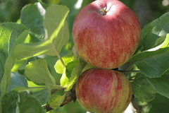 <p>яблуко</p><p>저는 사과를 좋아해요. = I like apples.</p><p>사과 하나 주세요. = Please give me one apple</p><p>이 사과는 정말 맛있어요. = This apple is really delicious.</p>
