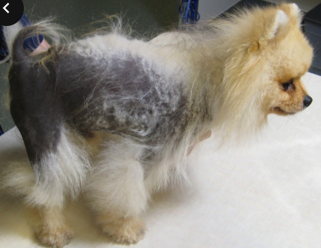 <p>what disease is this?</p>