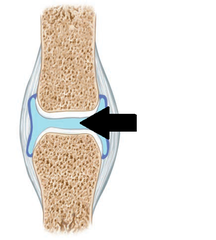 <p>lubricates joint, provides nutrients for cartilage, and absorbs shocks</p>