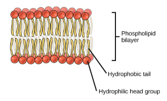 <p>forms the primary membrane structure.</p><ol><li><p>extremely thin, the phospholipids lie with hydrophilic heads facing outwards and hydrophobic tails in between</p></li><li><p>Isolates the cytoplasm from extracellular fluid</p></li></ol><p></p>