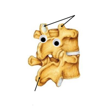 <p>What vertebrae is this</p>