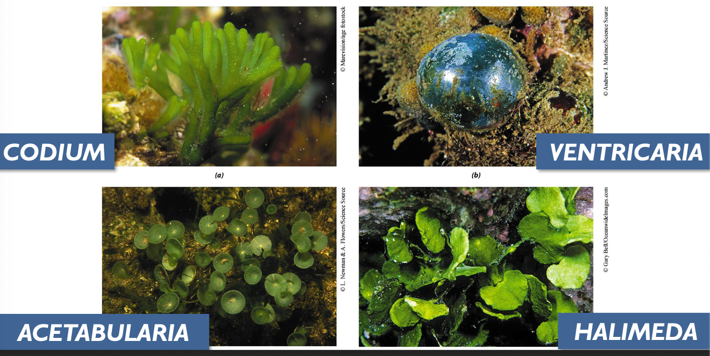 <p>Fill in the blanks: Siphonous Chlorophyta have (a: size), (b: branched / unbranched), coenocytic cells.</p>